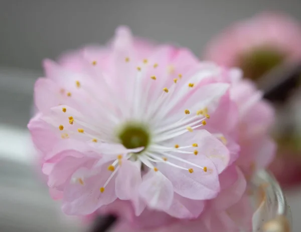 Ανθισμένη Ανοιξιάτικη Κερασιά Sakura Στον Κήπο Απομονωμένη — Φωτογραφία Αρχείου