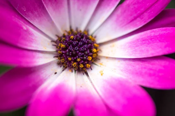 Krásná Květina Sedmikráska Rostoucí Zahradě Zblízka Pohled — Stock fotografie