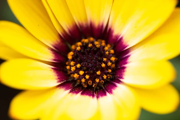 Gyönyörű Sárga Gerbera Virág Kertben Közelkép — Stock Fotó