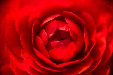 Kırmızı gül çiçeği, makro çekim. Kırmızı yapraklar