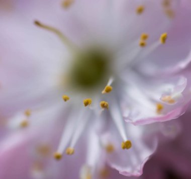 Çiçek pulları - Anterler ve erkeksi - narin pembe bir çiçeğin derinliğinde 