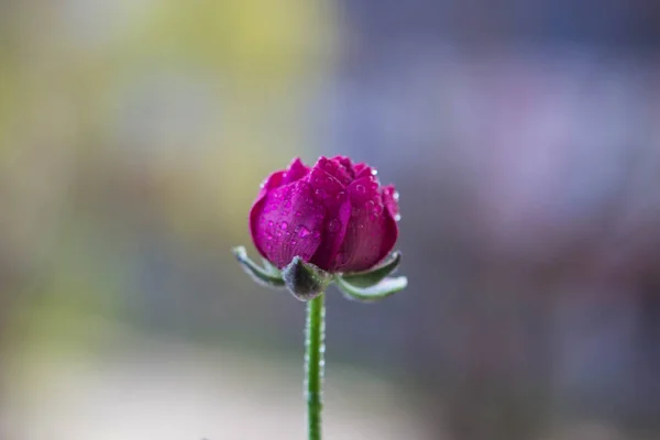 Όμορφο Κόκκινο Λουλούδι Ranunculus Σταγόνες Νερού Στον Κήπο Απομονωμένο Κοντινή — Φωτογραφία Αρχείου