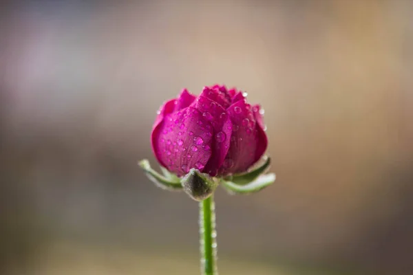 Όμορφο Κόκκινο Λουλούδι Ranunculus Σταγόνες Νερού Στον Κήπο Απομονωμένο Κοντινή — Φωτογραφία Αρχείου