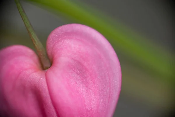 Kanayan Kalp Çiçeğinin Bir Parçası Makro Çekim — Stok fotoğraf