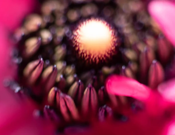 Estames Florais Anteras Pistilo Profundidade Uma Flor Vermelha Perfumada — Fotografia de Stock