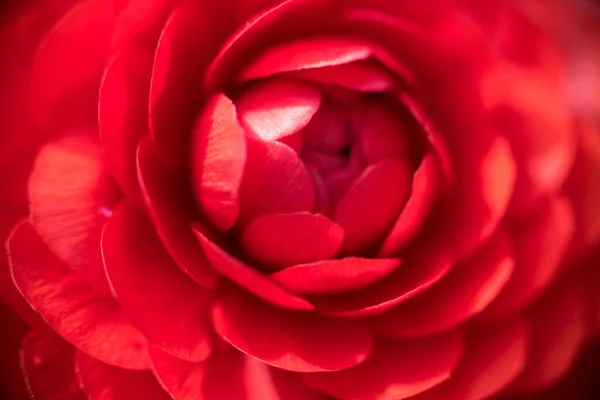 Κόκκινο Τριαντάφυλλο Λουλούδι Μακροεντολή Πλάνο Κόκκινα Πέταλα — Φωτογραφία Αρχείου
