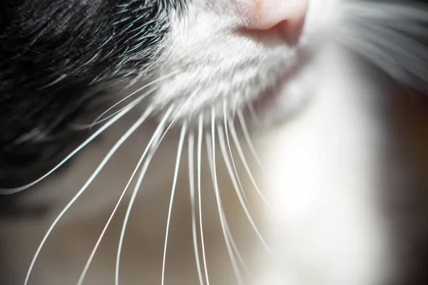 stock image Close-up shot of long whiskers and nose of a black and white cat