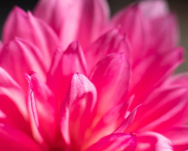 분홍빛 매크로 — 스톡 사진