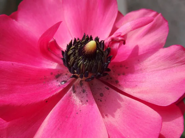 아름다운 분홍빛 가까이 — 스톡 사진