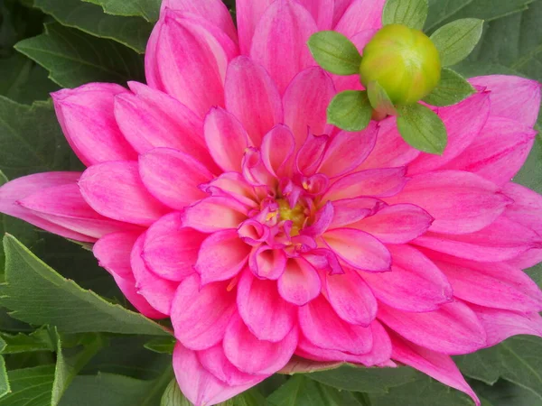 Ροζ Λουλούδι Ντάλια Πράσινα Φύλλα — Φωτογραφία Αρχείου
