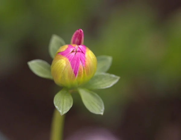 Όμορφο Ροζ Μπουμπούκι Λουλουδιών Φύλλα Στον Κήπο Της Άνοιξης — Φωτογραφία Αρχείου