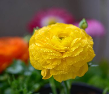 Bahçede su damlaları olan güzel sarı ranunculus çiçeğini kapat.
