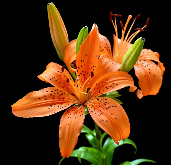 Lily Summer Flowers Isolated Black Background — Stock Photo, Image