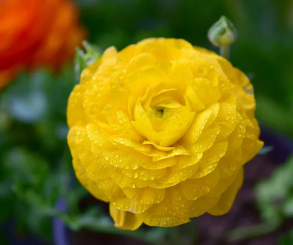 Zbliżenie Żółtego Kwiatu Ranunkulus Kroplami Wody Środowisku Naturalnym — Zdjęcie stockowe