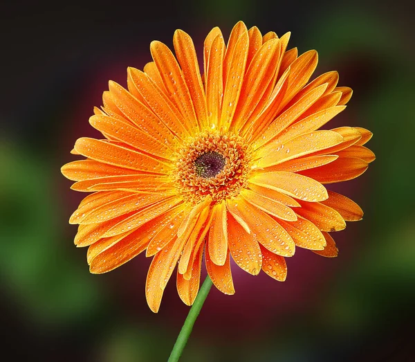 Detailní Záběr Pěkné Oranžové Gerber Květiny Zahradě — Stock fotografie