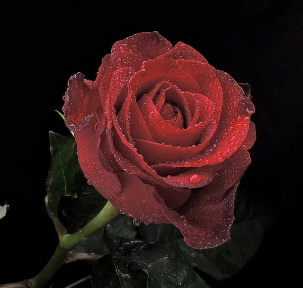 Flor Rosa Vermelha Perfumada Com Gotas Água Isoladas Fundo Preto — Fotografia de Stock
