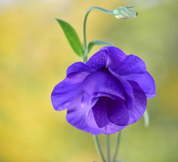 Bahçedeki Bir Tencerede Güzel Pembe Bir Çiçeğin Yakın Çekimi — Stok fotoğraf