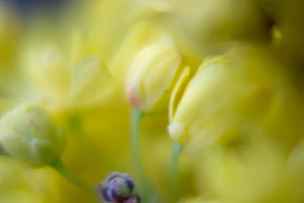 Μακρο Πλάνο Του Εσωτερικού Ενός Πράσινου Κίτρινου Λουλουδιού Στις Αρχές — Φωτογραφία Αρχείου