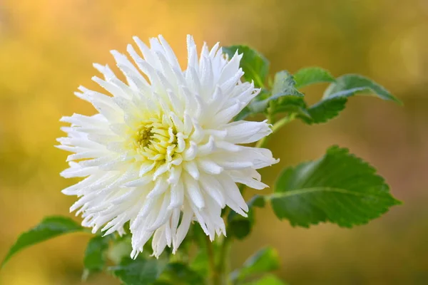 stock image beautiful white chrysanthemums on green foliage