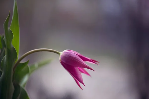 Όμορφη Ροζ Ορχιδέα Λουλούδι Στον Κήπο — Φωτογραφία Αρχείου