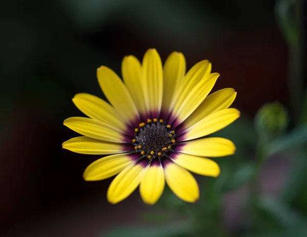 Gyönyörű Sárga Gerbera Virág — Stock Fotó