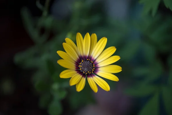 Detailní Záběr Žlutého Květu — Stock fotografie