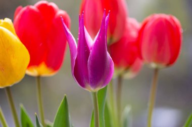 Bahçede büyüyen lale çiçekleri. İlkbahar. Seçici odaklanma. Renkli.
