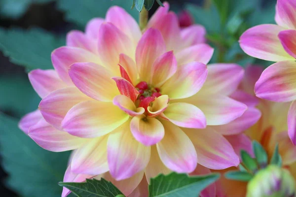 Pink Dahlia Garden Closeup — Stock Photo, Image