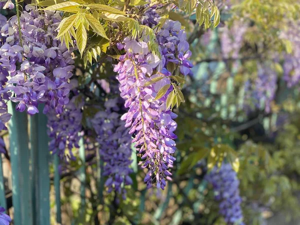 公園内の美しい藤の花 — ストック写真