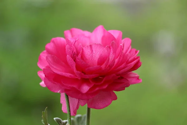 粉红色的玫瑰在花园里绽放 — 图库照片