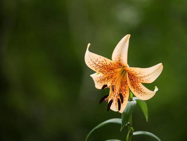Krásná Oranžová Lilium Květina Zahradě — Stock fotografie