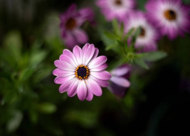 Yaz bahçesinde yetişen güzel çiçekler, makro fotoğraf.