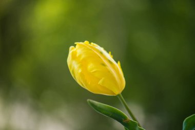 Baharda bahçede güzel sarı lale