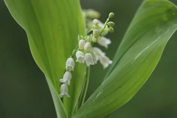 Κρίνος Της Κοιλάδας Λουλούδι Πράσινο Φύλλο Κοντά — Φωτογραφία Αρχείου