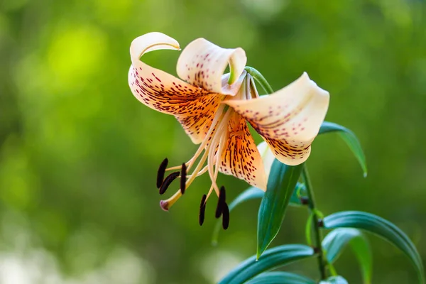 Oranžová Lilie Květ Rozmazaném Zeleném Pozadí — Stock fotografie