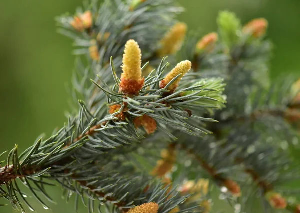 Pine Cones Needles — Stock Photo, Image
