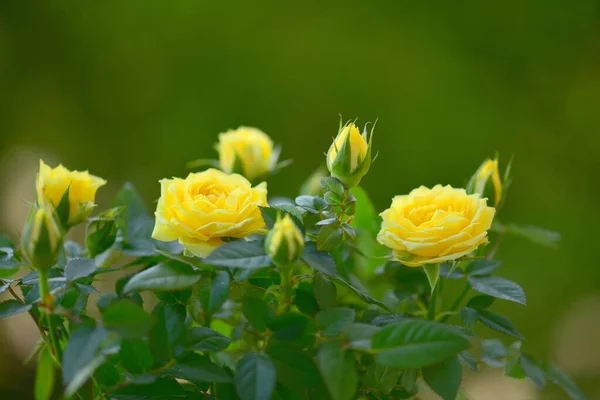 Bliska Widok Piękne Żółte Kwiaty Róży — Zdjęcie stockowe