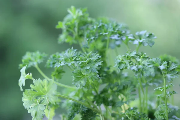 stock image close up view of fresh ripe green leaves of parsley