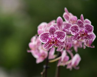 Bahçedeki güzel pembe orkide çiçeği