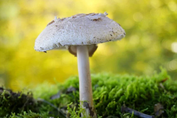 stock image close up of mushroom growing on green ground, closeup