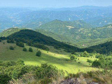Ormanda yeşil çimenler ve ağaçlarla kaplı dağ manzarası