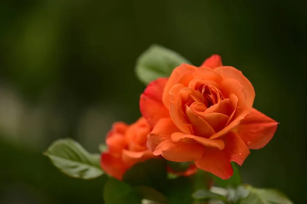 Piękny Pomarańczowy Róż Ogrodzie — Zdjęcie stockowe