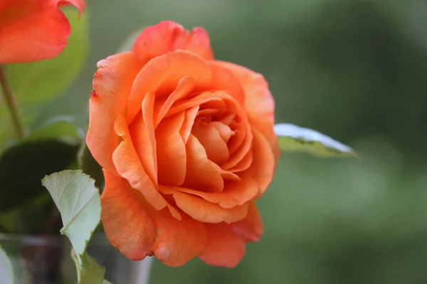 Όμορφη Πορτοκαλί Τριαντάφυλλο Λουλούδι Στον Κήπο — Φωτογραφία Αρχείου