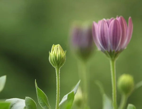 stock image beautiful blooming flowers in the garden. nature background