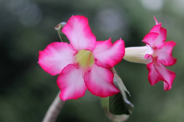 Mooie Botanische Foto Natuurlijk Behang Adenium Bloem — Stockfoto