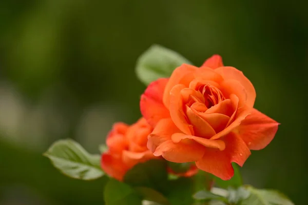 Piękny Botaniczny Strzał Naturalna Tapeta Kwiat Adenium — Zdjęcie stockowe