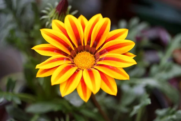 美しい植物学的撮影 自然壁紙 アデニウム花 — ストック写真