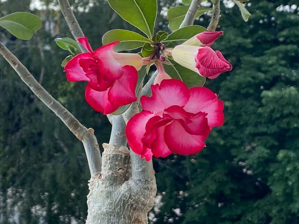 Désert Rose Belle Photo Botanique Fond Écran Naturel Fleurs Adénium — Photo