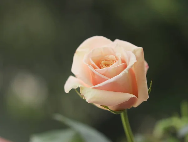 Piękna Róża Odizolowana Środowisku Naturalnym — Zdjęcie stockowe