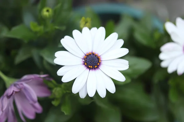 Pohled Shora Bílou Fialovou Květinku Přírodním Prostředí — Stock fotografie